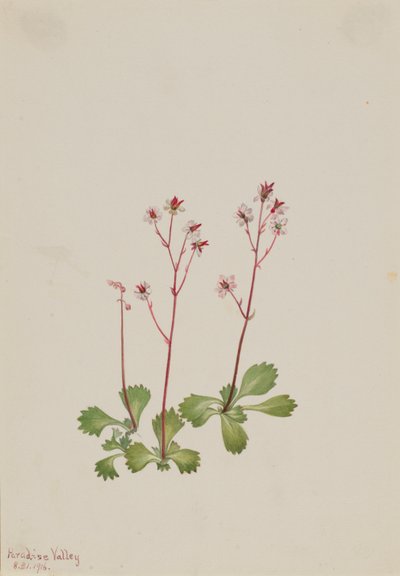 Rotstängel-Steinbrech (Saxifraga lyallii) von Mary Vaux Walcott