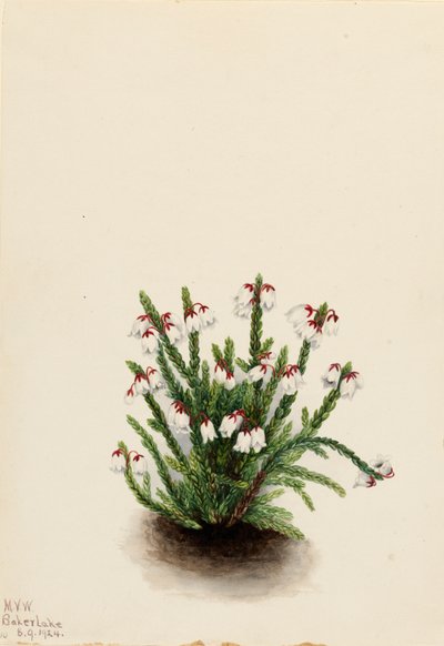 Rocky Mountain Cassiope von Mary Vaux Walcott