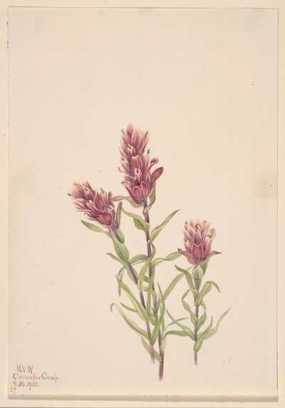 Rosenmalerpinsel (Castilleja pallida) von Mary Vaux Walcott
