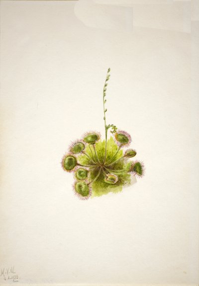 Rundblättriger Sonnentau Drosera rotundifolia von Mary Vaux Walcott