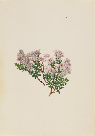 Sandmyrte (Leiophyllum lyoni) von Mary Vaux Walcott
