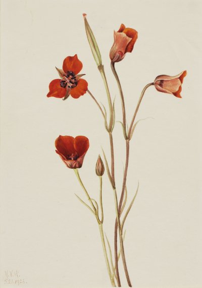Scharlachrote Mariposa (Calochortus kennedyi) von Mary Vaux Walcott
