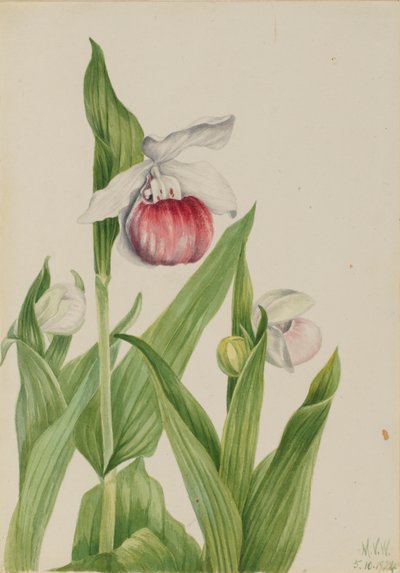 Frauenschuh (Cypripedium reginae) von Mary Vaux Walcott