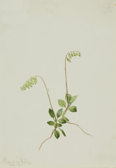 Sidebells Pyrola Pyrola secunda von Mary Vaux Walcott