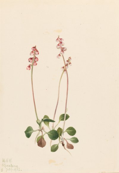 Kleine Pyrola (Pyrola minor) von Mary Vaux Walcott