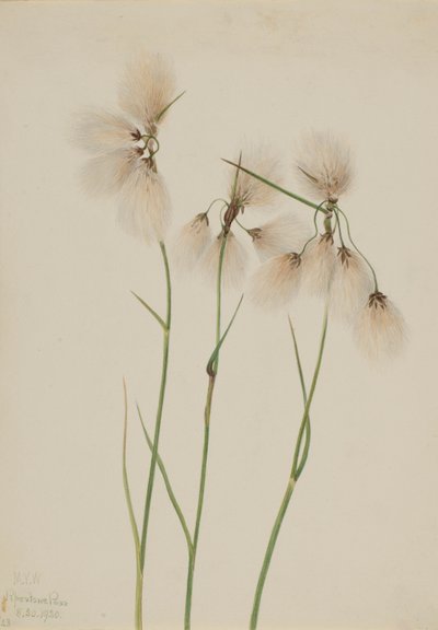 Schmalblättriges Wollgras (Eriophorum angustifolium) von Mary Vaux Walcott