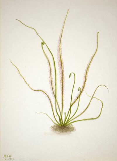 Fadenblättriger Sonnentau Drosera rotundifolia von Mary Vaux Walcott