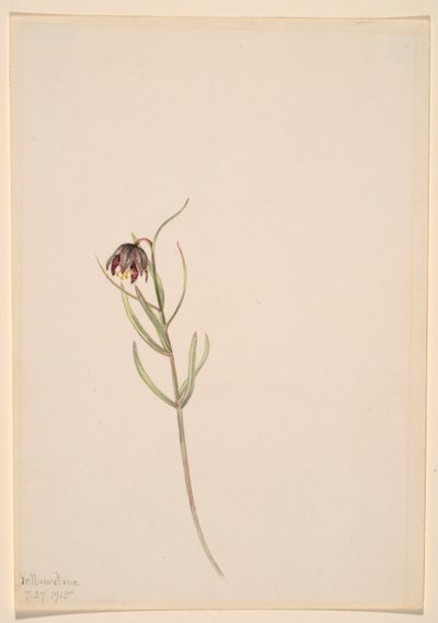 Ohne Titel--Blumenstudie von Mary Vaux Walcott