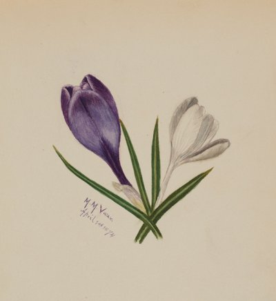 Unbetitelte Krokusse, 1874 von Mary Vaux Walcott