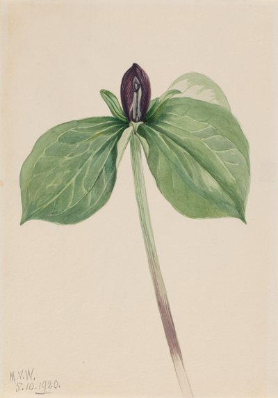 Wake-Robin Trillium sessile, 1920 von Mary Vaux Walcott