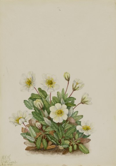 Weiße Dryade (Dryas octopetala) von Mary Vaux Walcott