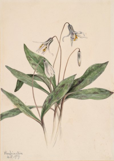 Weiße Forellenlilie Erythronium albidum, 1919 von Mary Vaux Walcott