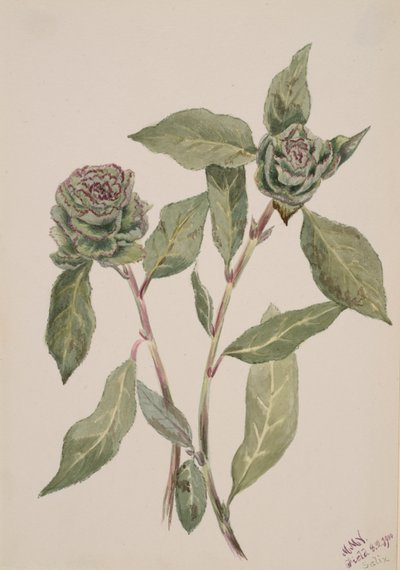 Weide Salix, 1900 von Mary Vaux Walcott
