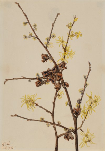 Zaubernuss (Hamamelis virginiana) von Mary Vaux Walcott