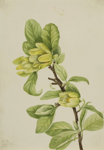 Gelber Gurkenbaum (Magnolia cordata) von Mary Vaux Walcott