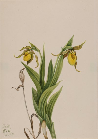 Gelber Frauenschuh (Cypripedium parviflorum) von Mary Vaux Walcott