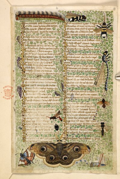 Wespen, Motten, Libellen und eine Raupe, aus einem Traktat über die Tugenden und Laster und einer anonymen Prosageschichte Siziliens (Fragment), ca. 1330-40 von Master of the Cocharelli Codex