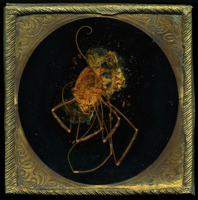 Insektizid 5 von Mat Collishaw