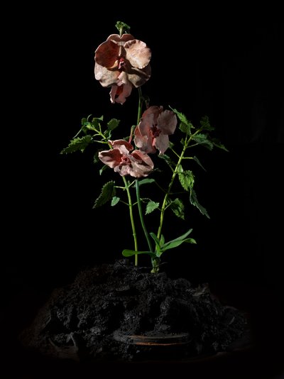Venale Muse, Impetus, 2012 von Mat Collishaw
