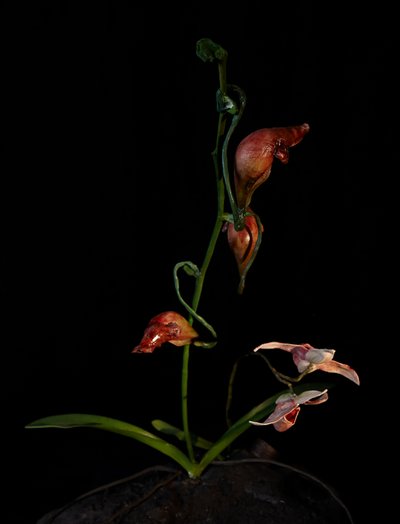 Venale Muse, Lafage, 2012 von Mat Collishaw