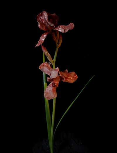 Venale Muse, Viridor, 2012 von Mat Collishaw