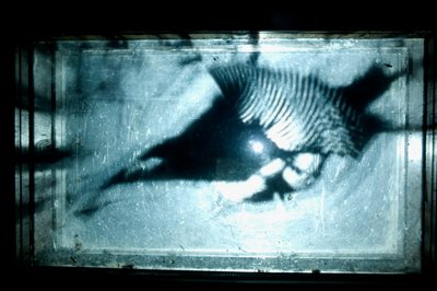 Wurmfarm, 2009 von Mat Collishaw