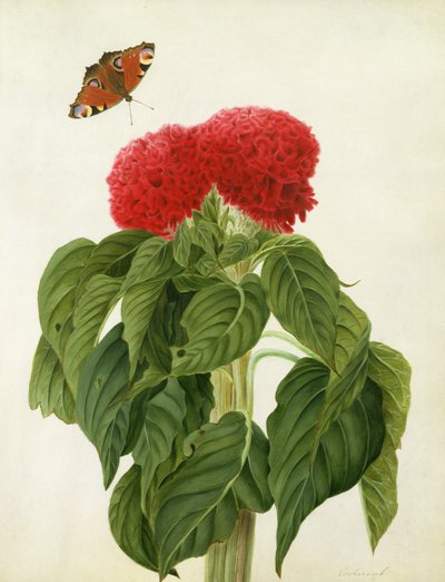 Celosia Argentea Cristata und Schmetterling von Matilda Conyers
