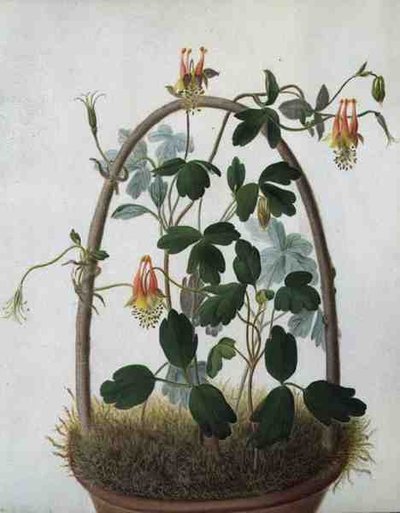 Tropaeolum Tuberosum von Matilda Conyers