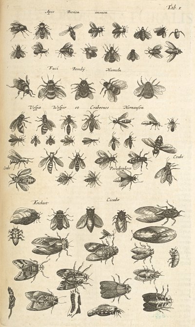 Tab I, Bienen und Wespen, Illustration aus 