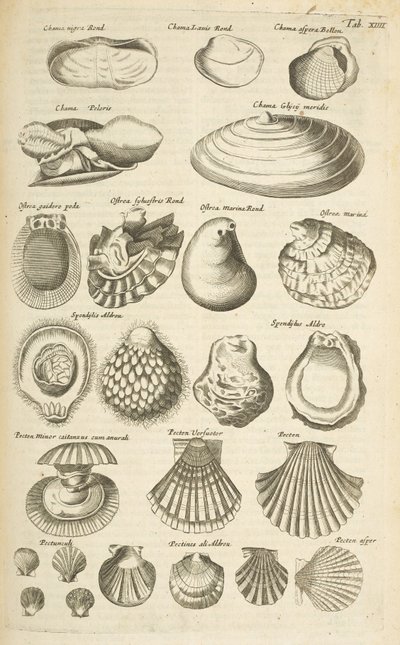 Tab XIIII, Verschiedene Muscheln, Illustration aus 