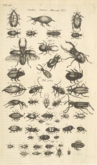Tab XIII, Käfer, Illustration aus 