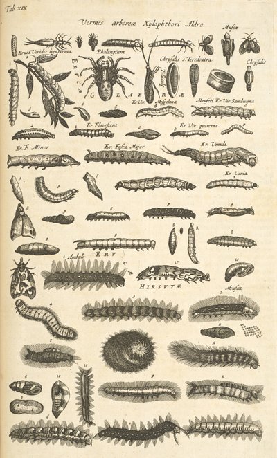 Tafel XIX, Raupen, Illustration aus 