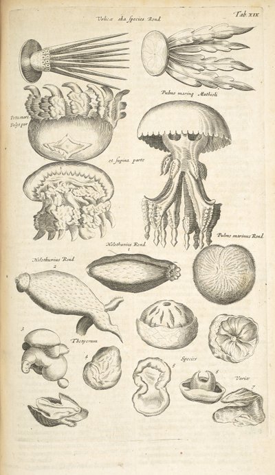 Tafel XIX, Quallen, Seegurken und andere Meereslebewesen, Illustration aus 