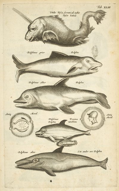 Tafel XLIII, Delfine, Illustration aus 