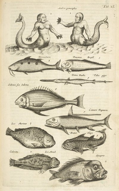Tafel XL, Anthropomorphos; Meerjungfrau; Meermann; Tropische Fische, Illustration aus 