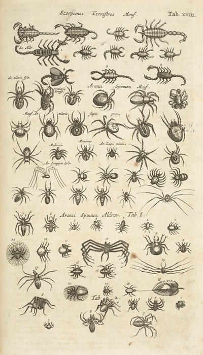 Tafel XVIII, Skorpione und Spinnentiere, Illustration aus 