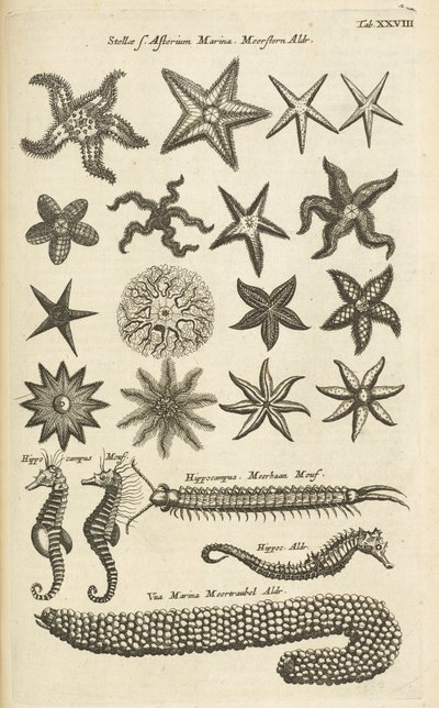 Tafel XXVIII, Seesterne und Seepferdchen, Illustration aus 