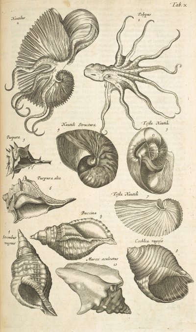 Tafel X, Oktopus und Nautilus-Schalen, Illustration aus 