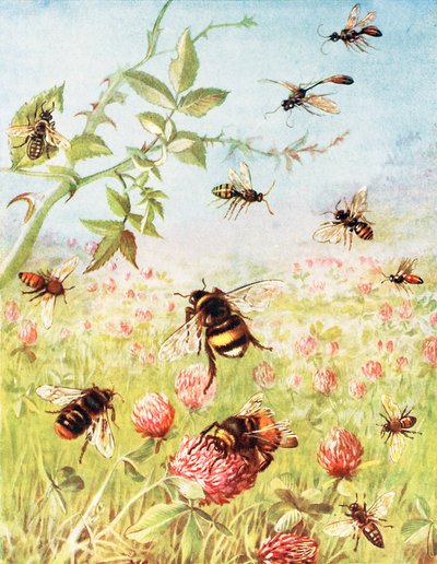 Die fleißigen Bienen und ihre Cousins (Farblitho) von Maud Scrivener