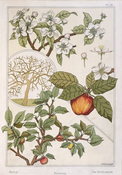 Apfelbaum, Früchte und Blumen, aus 