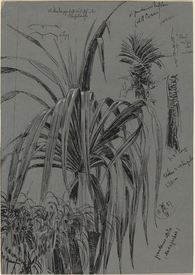 Studien von Schraubenpalmen aus Madagaskar von Max Seliger