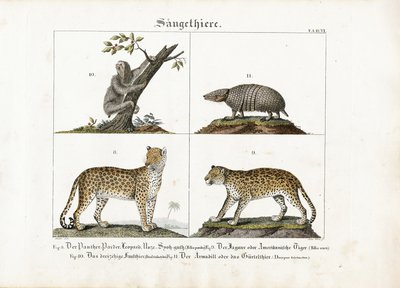 Exotische Säugetiere: Großkatzen, Faultier und Gürteltier von Meno Haas