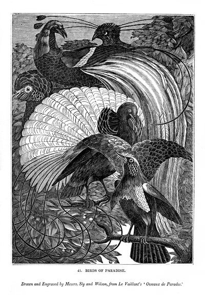 Paradiesvögel, ca. 1770-1820 1843 von Messrs Sly and Wilson