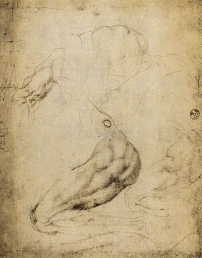 Anatomische Studie: Zeichnung von Michelangelo, aufbewahrt im Raum der Zeichnungen und Drucke, Uffizien, Florenz von Michelangelo Buonarroti