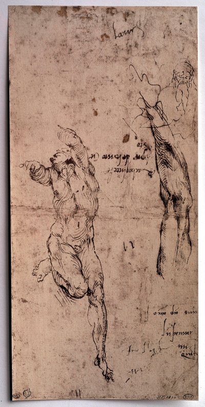 Nackter Mann, Armstudie von Michelangelo Buonarroti