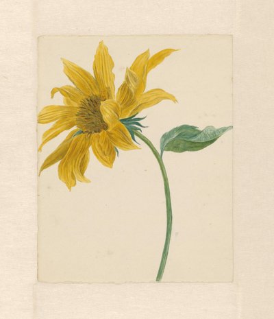 Zweig mit einer Sonnenblume von Michiel Van Huysum