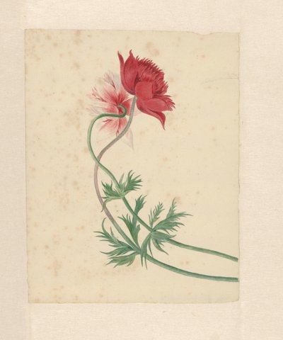 Zwei Zweige mit jeweils einer Blume von Michiel Van Huysum