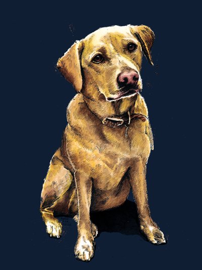 Daisy der Labrador auf Mitternachtsblau, 2020 von Mike Davis