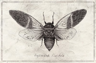 Insektenillustration von Mike Koubou