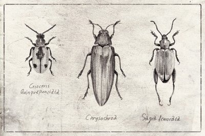 Insektensymphonie von Mike Koubou